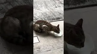 Thumbnail: Bobcat slurping Milk #Catvideos #Cat