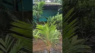 Thumbnail: Exploring Shrivardhan Rotha Supari Plantation in Ratnagiri | Kokan Betelnut Farming