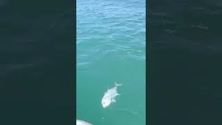 Thumbnail: LIL TREVALLY