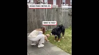 Thumbnail: When your 60kg dog is afraid of the new puppy! 🤣