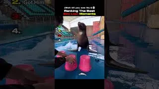 Thumbnail: Ranking The Best Sea Lion Moments #usa #funnyvideo #shorts