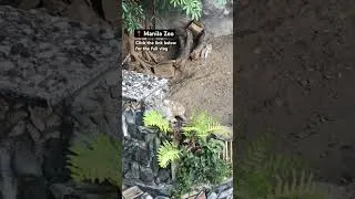 Thumbnail: Manila Zoo #zoo #turtle