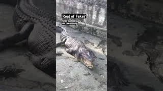 Thumbnail: Crocodile at Manila Zoo #crocodile #manila #zoo