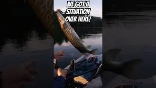 Thumbnail: I guess he didn’t want his picture taken! Musky jumps out of my hands #fishing #musky #fail