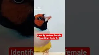 Thumbnail: easy way to identify male or female gouldian finch #birds #animals #bird #finch #finches