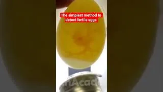 Thumbnail: The simplest method to detect fertile eggs #birds #bird #egg #birdbreeding