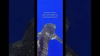 Thumbnail: i’m going to protect what i love 💞 #ocean #beautiful #beach #viral #shorts #pinterest #fyp