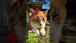Thumbnail: Why Cats Slow Blink at You😜🇺🇸 #cat #psychology #animals #catvideos #shorts