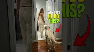 Thumbnail: Why Your Dog Follows You Everywhere😲🔥#psychology #animals #shorts #dog #viral