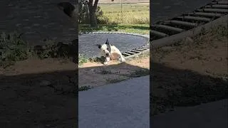 Thumbnail: 4th of July dogs being dogs!
