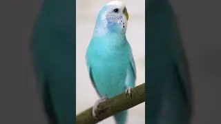 Thumbnail: #budgie #budgiebirdsound #parrot #parrottalking #budgies #naturesounds #parrotvideo #parrots