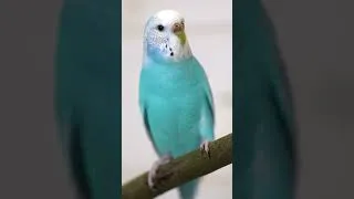 Thumbnail: #budgie #budgiebirdsound #parrot #parrottalking #budgies #naturesounds #parrotvideo #parrots