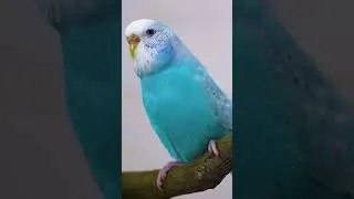 Thumbnail: #budgie #budgiebirdsound #parrot #parrottalking #budgies #naturesounds #parrotvideo #parrots