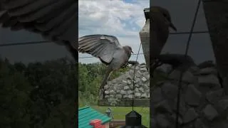 Thumbnail: The BEST bird cam footage you'll ever see