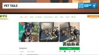Thumbnail: Pet Tails: Meet Delightful