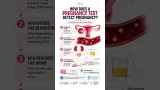 Thumbnail: How Does a Pregnancy Test Detect Pregnancy?