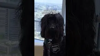 Thumbnail: Watch ROG the Dog therapy dog, Raider go from "Wiggle Monster" to "Serious Professional”