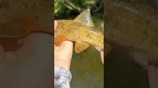 Thumbnail: I caught a fish that I didn’t know existed 🎣 #fishing #fish