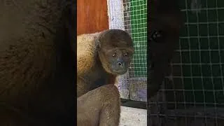 Thumbnail: Monkey Island is WILD   #monkey #adventuretravel