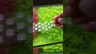 Thumbnail: Aquarium Full Nature Inside #aquarium #aquascapelowtech #aquascape #aquascapegallery