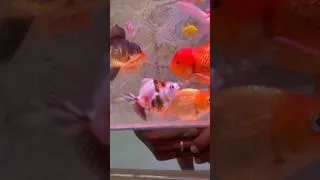 Thumbnail: Orenda #orenda #fish #aquascape #aquarium
