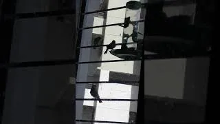 Thumbnail: Sparrows and bird feeder