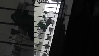 Thumbnail: Watch Pigeons feeding ....