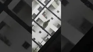 Thumbnail: A new bird in my window today....let me know its name if you know.