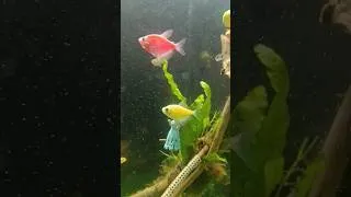 Thumbnail: Can You Spot the Widow Tetra? 👀🐟#widowtetra #glowfish #aquarium #shorts #tetrafish