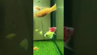 Thumbnail: Beautiful Green Glow Fish Closeup 🌈🐟glowfish #aquarium #shorts #fish #fish