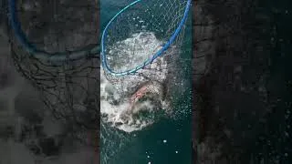 Thumbnail: Big Kings. Big Money. Alaska. #shorts #alaska #fish