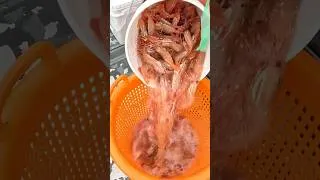 Thumbnail: 8 Days in Alaska: Shrimp, Squid & Fish Catch & Cook! #catchandcook #shrimping #fishing #alaska