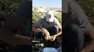 Thumbnail: Saving a Birds Life Goes Wrong PART 2 #fishing #crabbing #nature #sad #whyohwhy