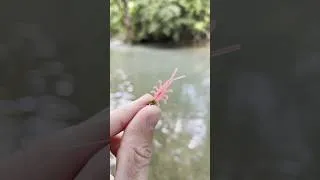 Thumbnail: TROUT LOVE PINK! #trout #troutfishing #rainbowtrout #fishing