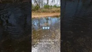 Thumbnail: Look out for redds while trout fishing! #trout #troutfishing #fishing #creekfishing  #wildtrout