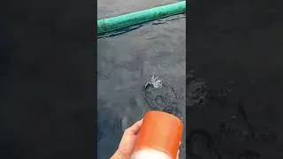 Thumbnail: Tulingan sa amihan