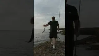 Thumbnail: how to catch mackerel, tips for beginners.