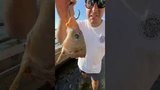 Thumbnail: Does huge bait catch huge fish? #fishing #outdoors