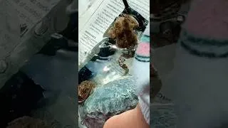 Thumbnail: Dancing live toads to the music of crazy frog