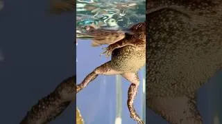 Thumbnail: What does crazy frog look like in real life with his children and wife 🤣😂🤪