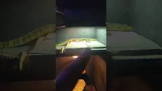 Thumbnail: She is up and about and eaten her first meal in her new house #beautiful #lizard #biglizard