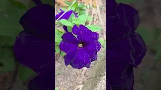 Thumbnail: Looking at nature in my backyard