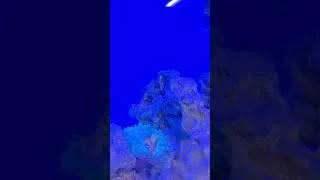 Thumbnail: Ultimate Jamaican Reef Aquarium Setup: Stunning Corals & SPECTACULAR Fish Revealed!