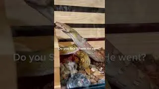 Thumbnail: Snake Finds Pet Rat