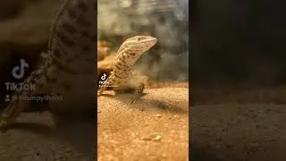 Thumbnail: World’s Best Lizard | Ackie Monitor