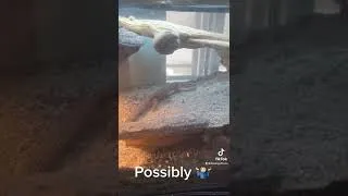 Thumbnail: Fastest Lizard in The World!?