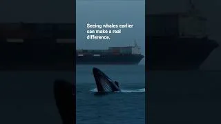 Thumbnail: Seeing whales earlier can make a real difference.