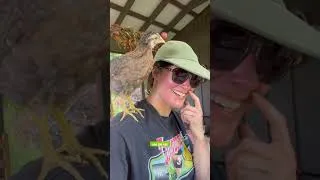 Thumbnail: Broody Hen with Rescue Chick
