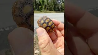 Thumbnail: Baby tortoise save!