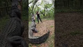 Thumbnail: Feeding our biggest gator, Dino!!